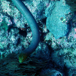 Serpent marin » Aipysurus laevis