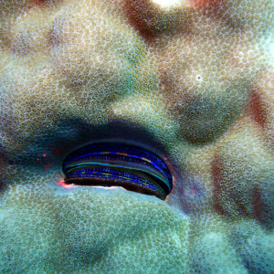 Mollusques » Bivalve » Pedum spondyloideum