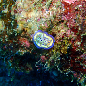 Mollusques » Gastéropode » Limaces de mer (opisthobranche) » Nudibranche » Doridien » Goniobranchus kuniei