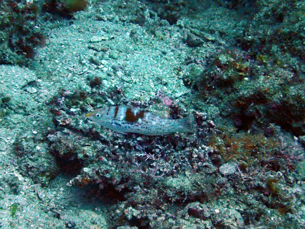 Coris batuensis