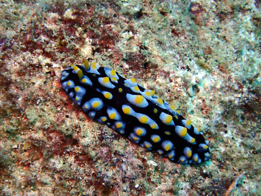 Phyllidia coelestis - Nouvelle-Calédonie, Poindimié, Phuket