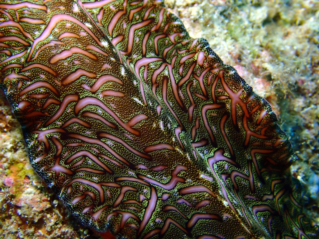 Pseudobiceros bedfordi - Nouvelle-Calédonie, Poindimié, Phuket
