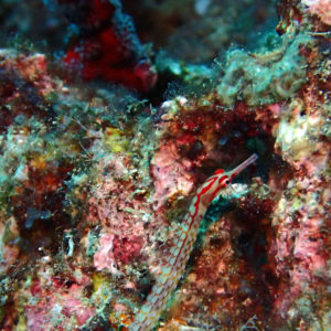 Poissons osseux » Poisson-pipe » Corythoichthys nigripectus