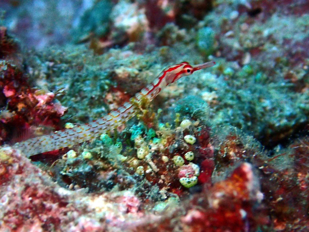 Corythoichthys nigripectus - Nouvelle-Calédonie, Poindimié, Phuket