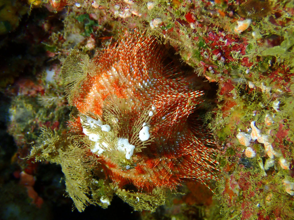 Salmacis belli - Nouvelle-Calédonie, Poindimié, Phuket