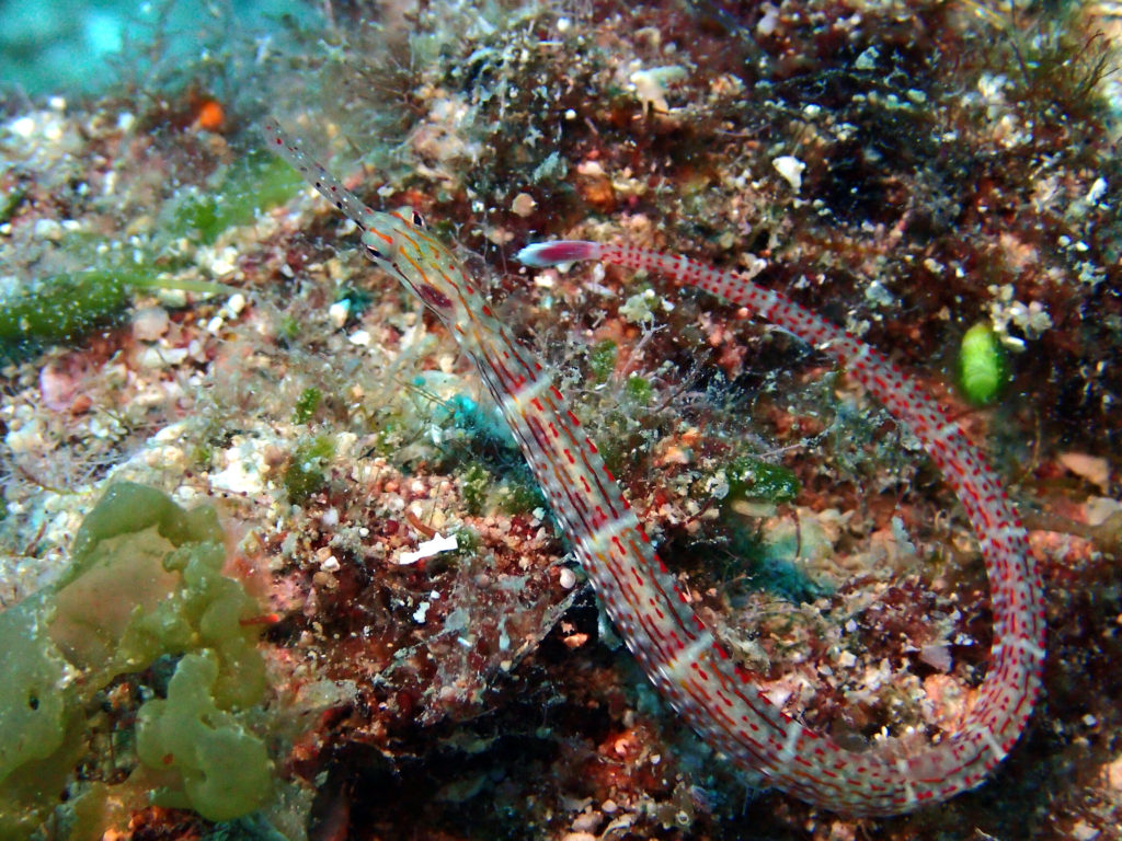 Corythoichthys sp. 2 - Nouvelle-Calédonie, Poindimié, Chemin des écoliers