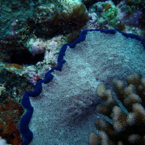 Cnidaires » Anémone de mer (actiniaire) » Cryptodendrum adhaesivum