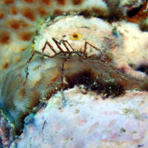 Crustacés » Pycnogonide » Pallenopsis virgata