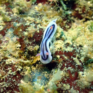 Mollusques » Gastéropode » Limaces de mer (opisthobranche) » Nudibranche » Doridien » Chromodoris elisabethina