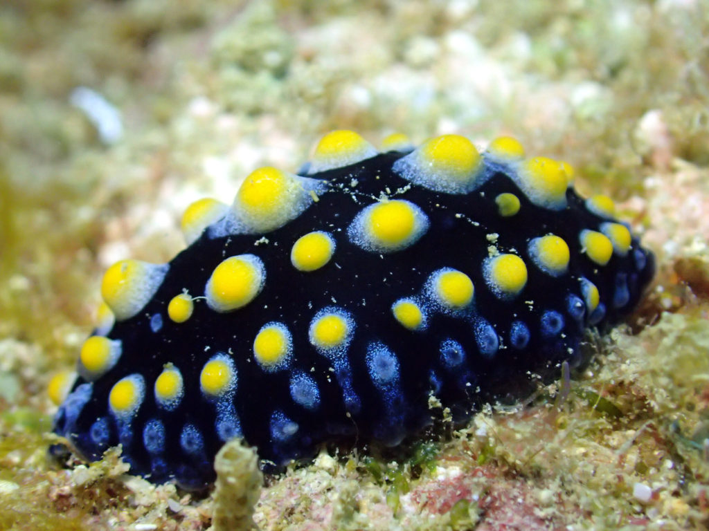 Phyllidia carlsonhoffi