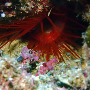 Mollusques » Bivalve » Limidae