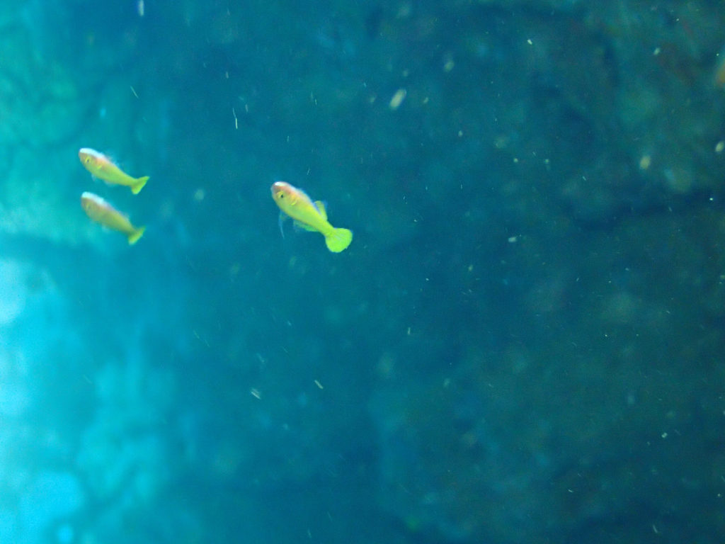 Poissons osseux