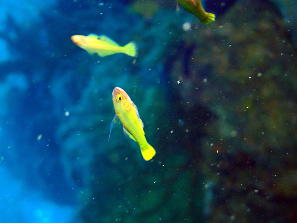 Poissons osseux