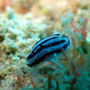 Mollusques » Gastéropode » Limaces de mer (opisthobranche) » Nudibranche » Doridien » Phyllidiopsis xishaensis