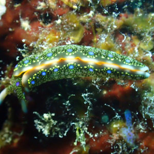 Mollusques » Gastéropode » Limaces de mer (opisthobranche) » Sacoglosse » Thuridilla sp.