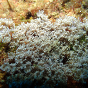 Cnidaires » Corail mou (alcyonaire) » Xenidae