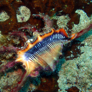 Mollusques » Gastéropode » Escargot marin (prosobranche) » Strombidae » Lambis chiragra