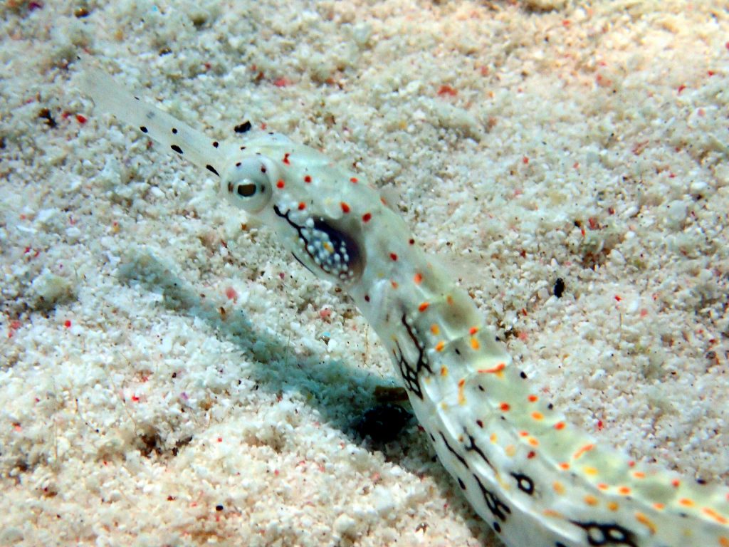 Corythoichthys sp. 1 - Nouvelle-Calédonie, Île des Pins, Piscine naturelle d'Oro