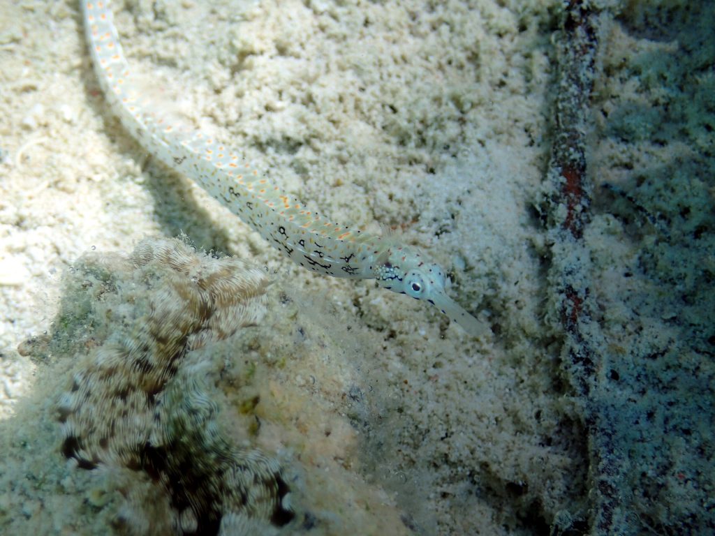 Corythoichthys sp. 1