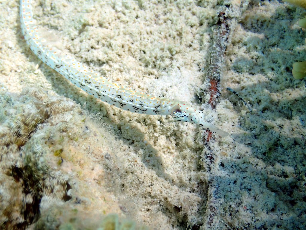 Corythoichthys sp. 1