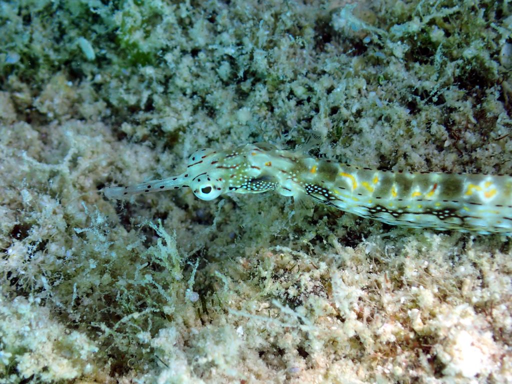 Corythoichthys sp. 1 - Nouvelle-Calédonie, Île des Pins, Piscine naturelle d'Oro
