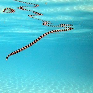 Serpent marin » Tricot rayé