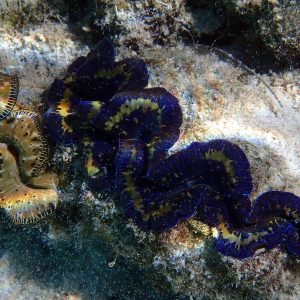 Mollusques » Bivalve » Bénitier