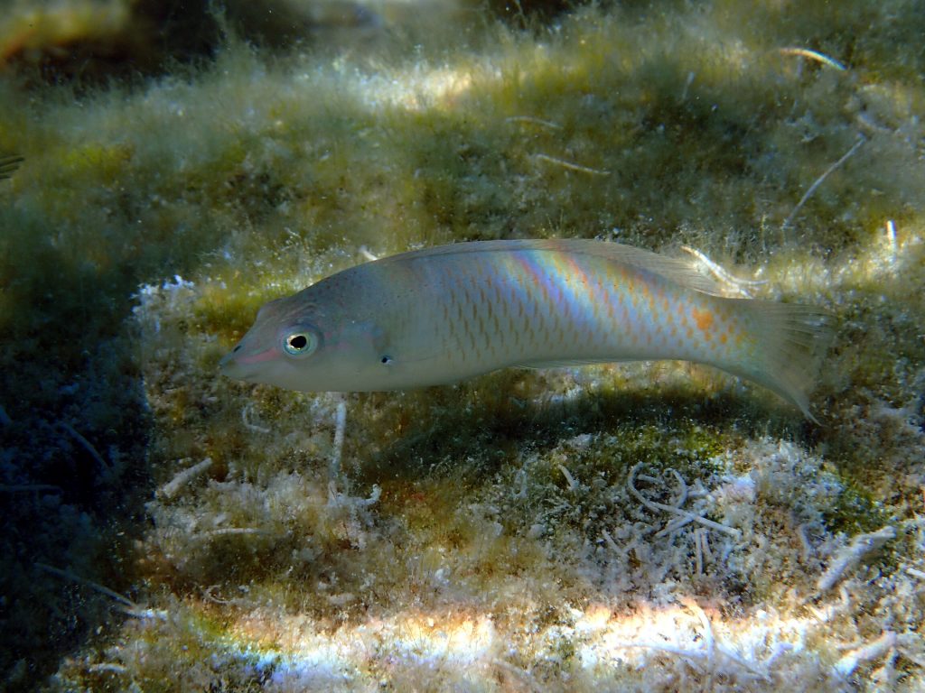 Halichoeres trimaculatus - Nouvelle-Calédonie, Île des Pins, Piscine naturelle d'Oro
