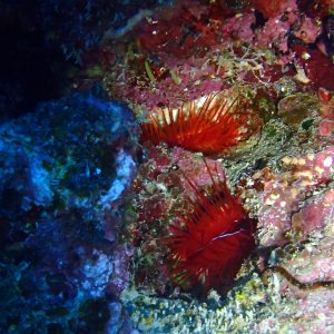 Mollusques » Bivalve » Ctenoides ales