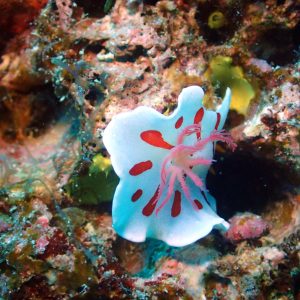 Mollusques » Gastéropode » Limaces de mer (opisthobranche) » Nudibranche » Doridien » Verconia catalai