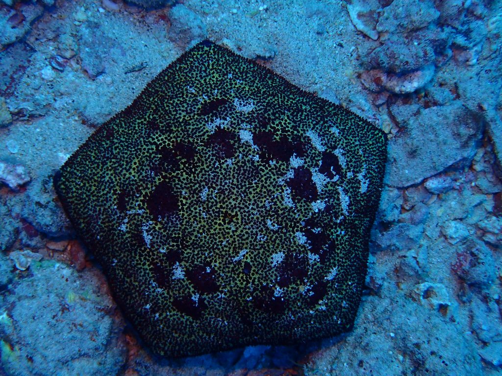 Culcita novaeguineae