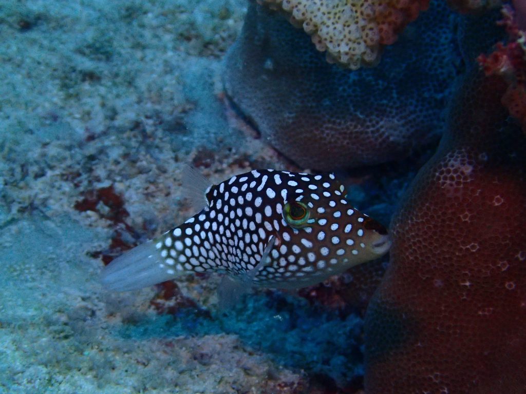 Canthigaster jactator - USA, Hawaii, Oahu, Rojo reef