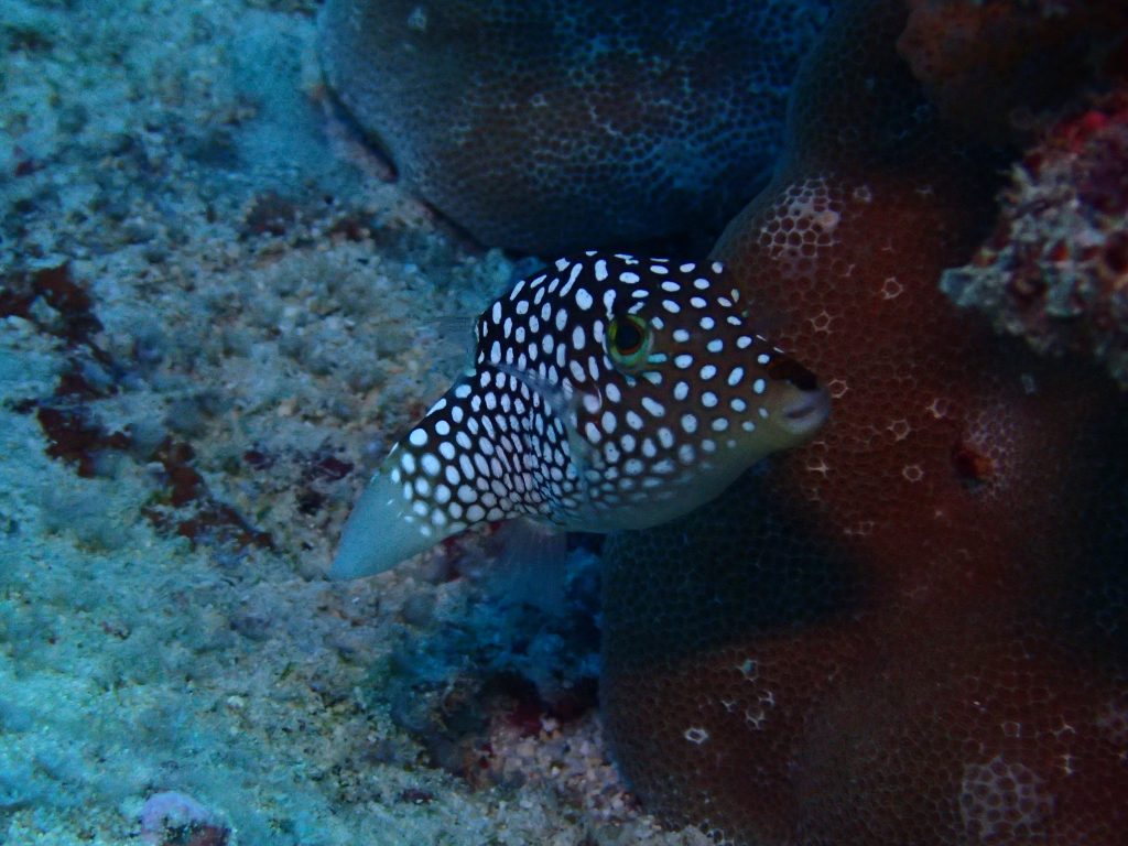 Canthigaster jactator - USA, Hawaii, Oahu, Rojo reef