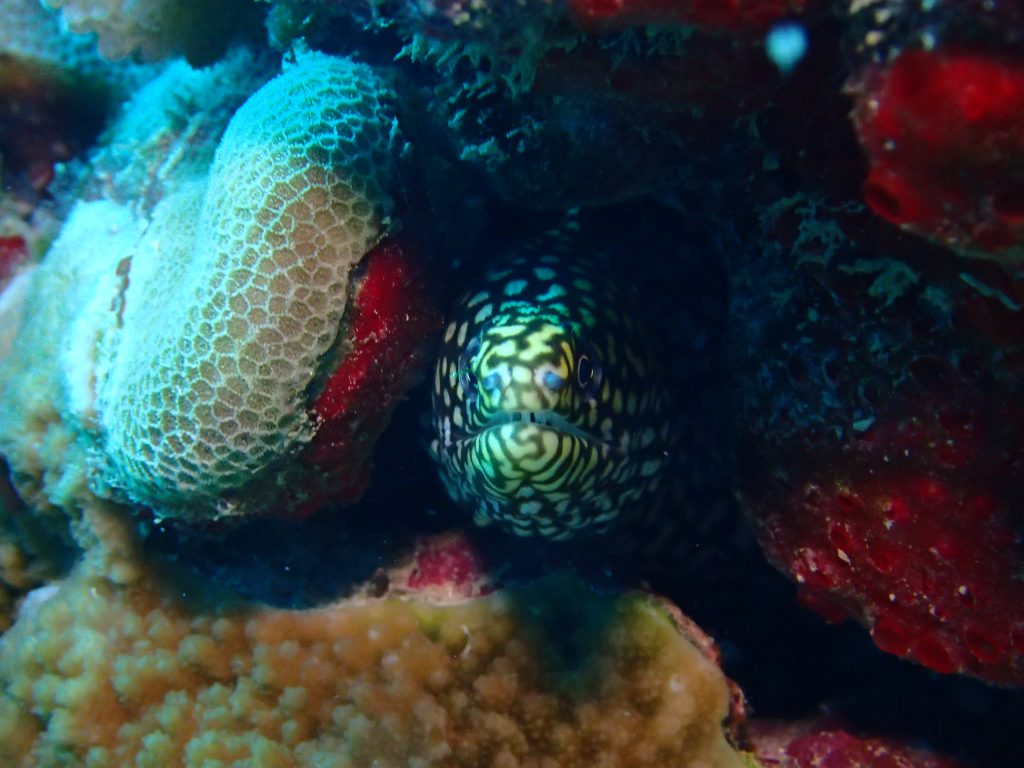 Gymnothorax eurostus - USA, Hawaii, Oahu, Rojo reef