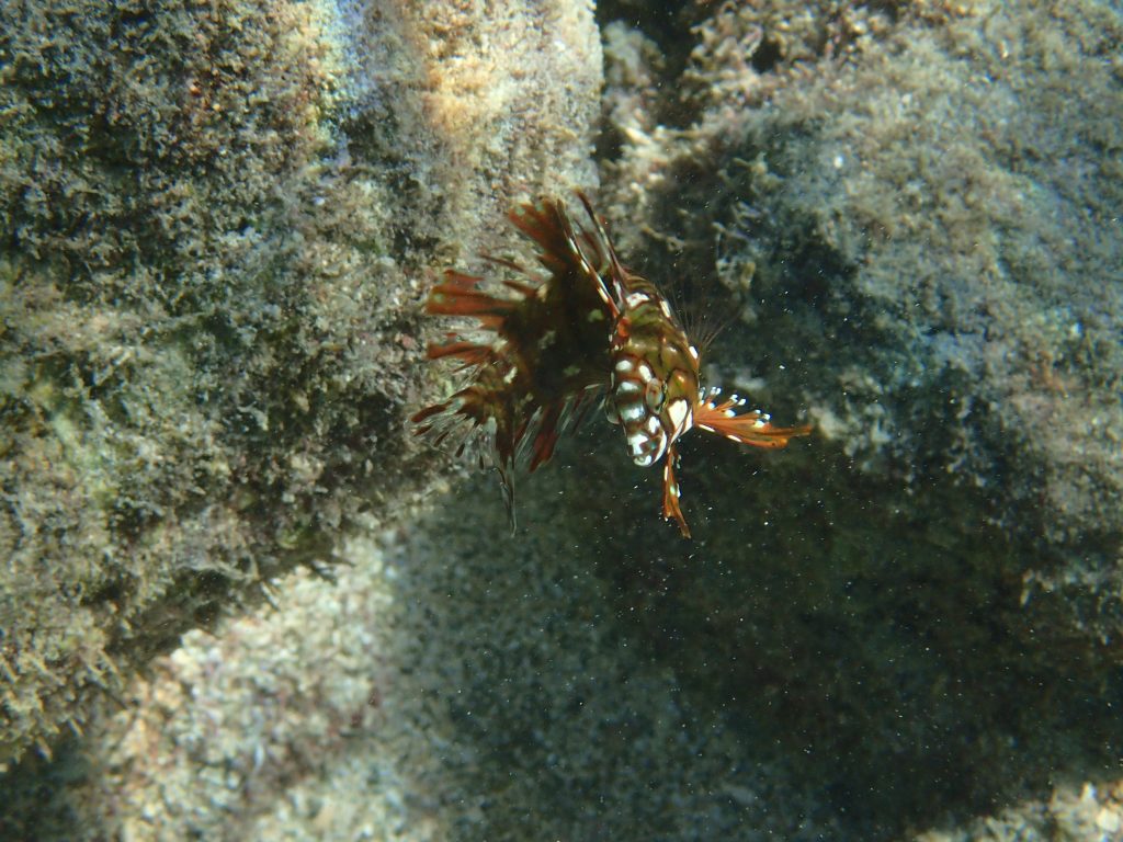 Novaculichthys taeniourus - USA, Hawaii, Oahu, Hanauma Bay