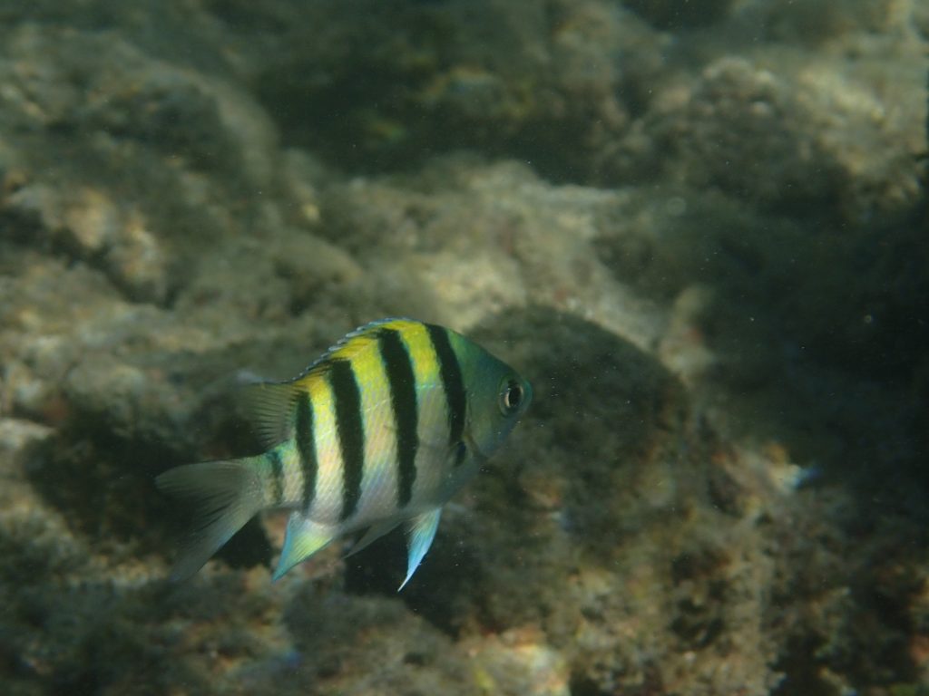 Abudefduf sexfasciatus