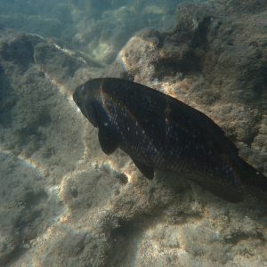 Kyphosus cinerascens - USA, Hawaii, Oahu, Hanauma Bay