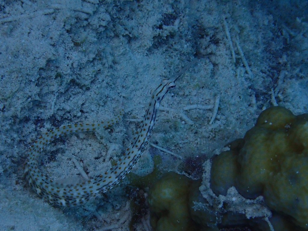 Corythoichthys ocellatus