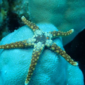 Échinodermes » Étoile de mer » Celerina heffernani