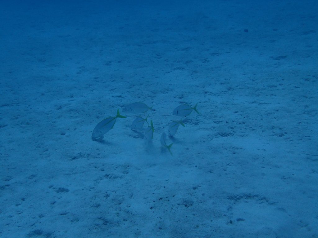 Poissons osseux