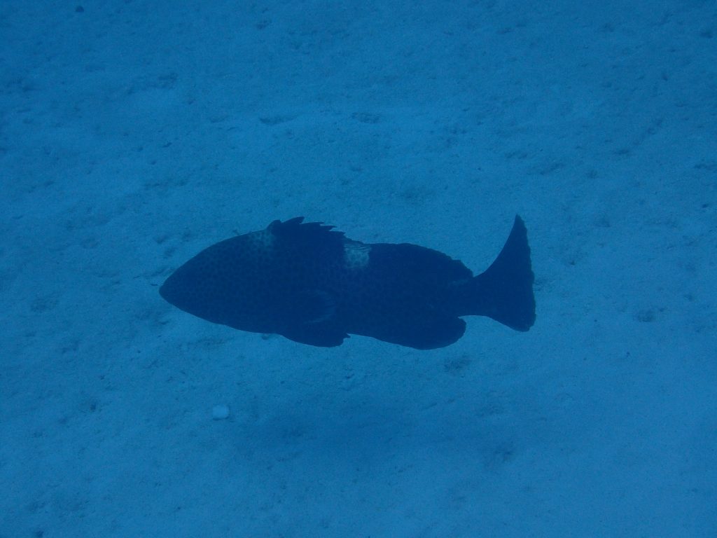 Epinephelus maculatus