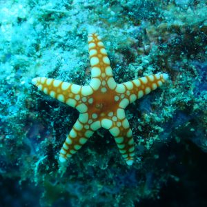 Échinodermes » Étoile de mer » Fromia monilis
