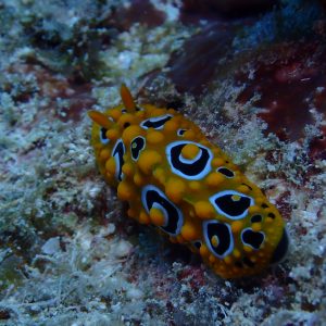 Mollusques » Gastéropode » Limaces de mer (opisthobranche) » Nudibranche » Doridien » Phyllidia ocellata