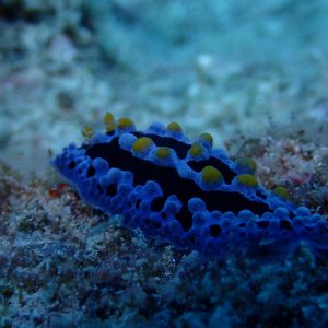 Mollusques » Gastéropode » Limaces de mer (opisthobranche) » Nudibranche » Doridien » Phyllidia picta