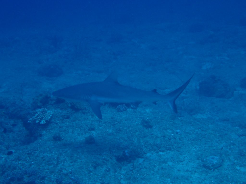 Carcharhinus amblyrhynchos