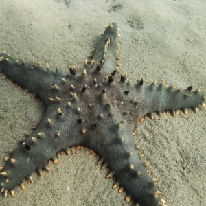 Échinodermes » Étoile de mer » Pentaceraster alveolatus