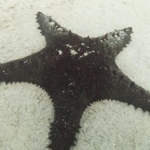 Échinodermes » Étoile de mer » Pentaceraster regulus