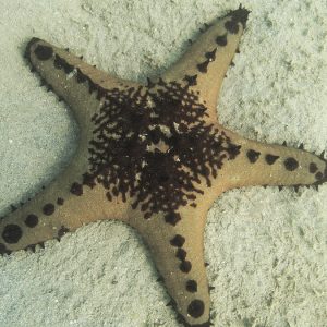 Échinodermes » Étoile de mer » Pentaceraster alveolatus