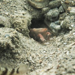 Crustacés » Crevette » Alpheus sp.