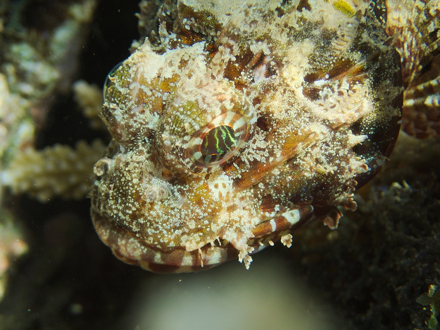 Scorpaenodes kelloggi - Nouvelle-Calédonie, Nouméa, Île aux Canards
